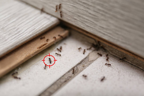 Best Pest Prevention Services  in San Leandro, CA