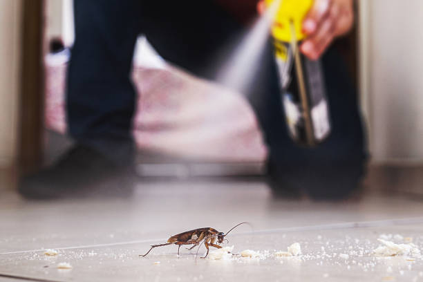 Trusted San Leandro, CA Pest Control Experts